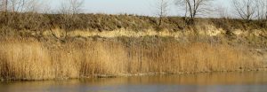 Grundwasserfenster wie (ehemalige) Schottergruben lassen deutlich erkennen, wie tief der Grundwasserspiegel unter dem langjährigen Mittel liegt (Seewinkel, Jänner 2023).