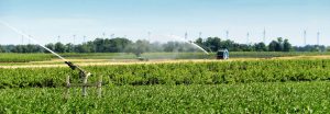 Mit rund 3.300 Hektar haben Saat- und Zuckermais einen relativ großen Anteil an den bewässerten Flächen in der Region.