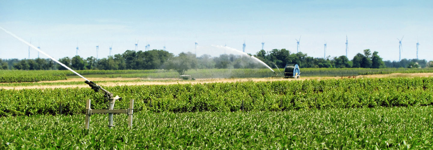 Mit rund 3.300 Hektar haben Saat- und Zuckermais einen relativ großen Anteil an den bewässerten Flächen in der Region.
